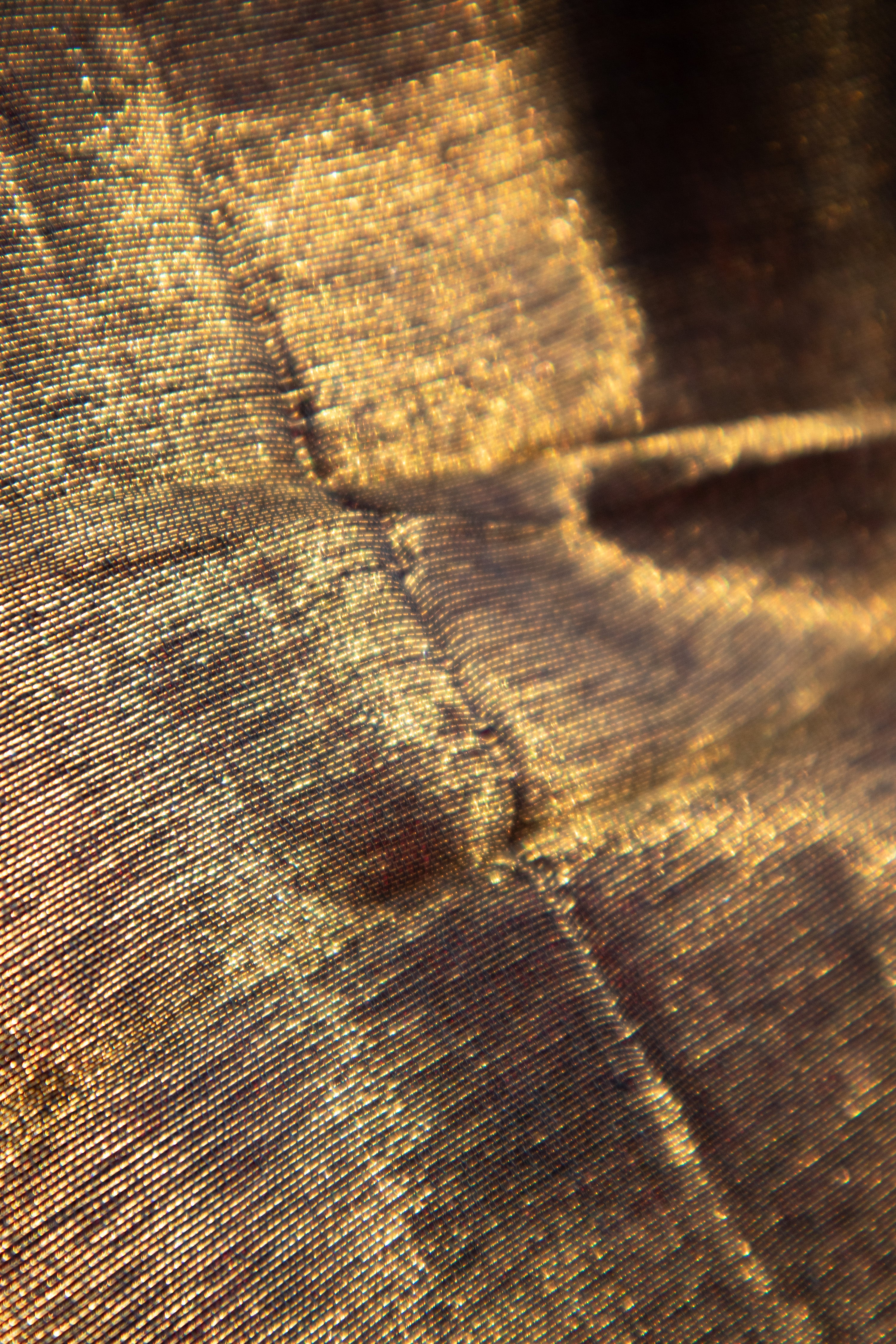 Chandi aur sona TLR-109 I Gold And Silver Handloom Saree with minimal Flaws