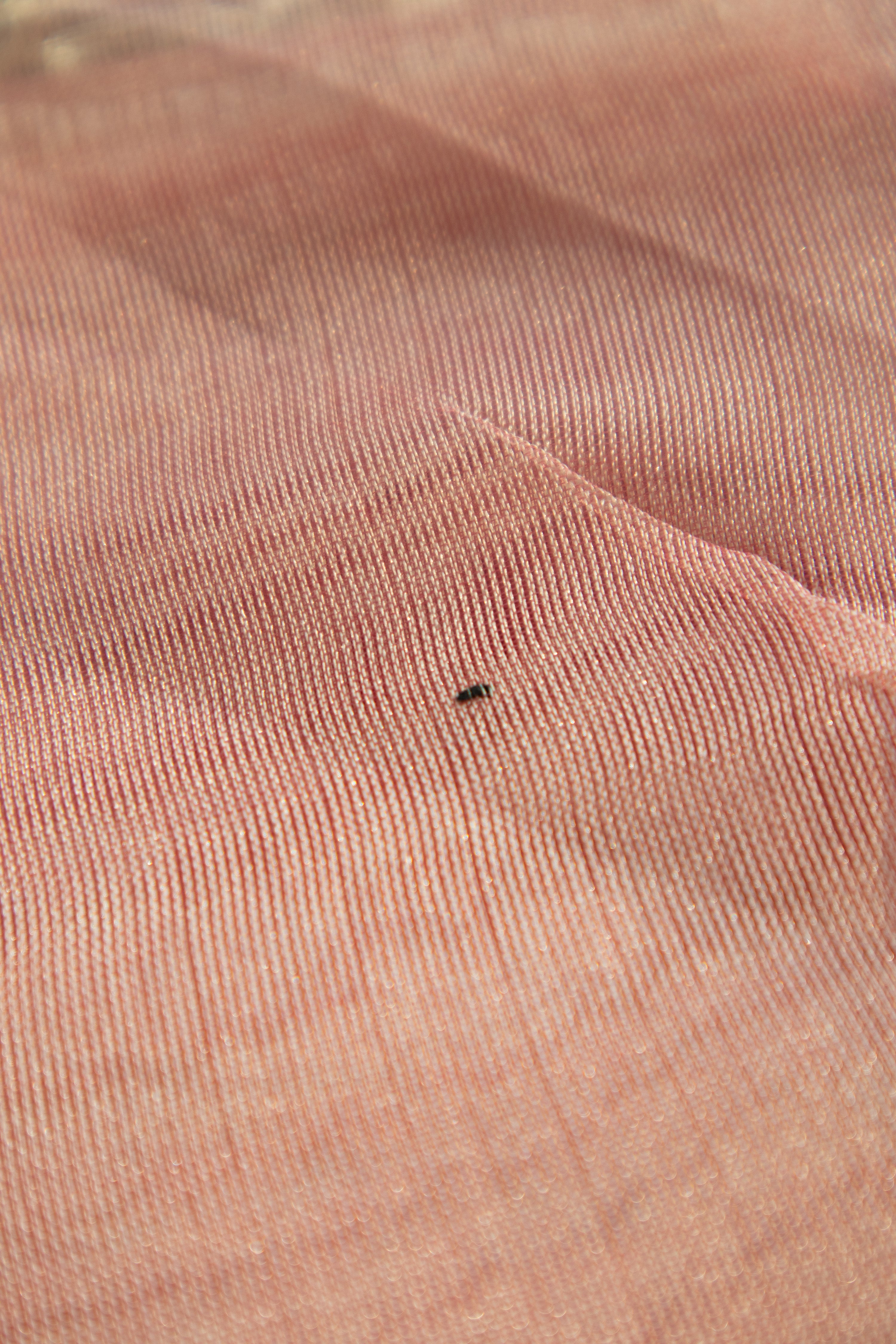 Gulabi Chandni TLR-249 I Pink handloom saree with minimal Flaws