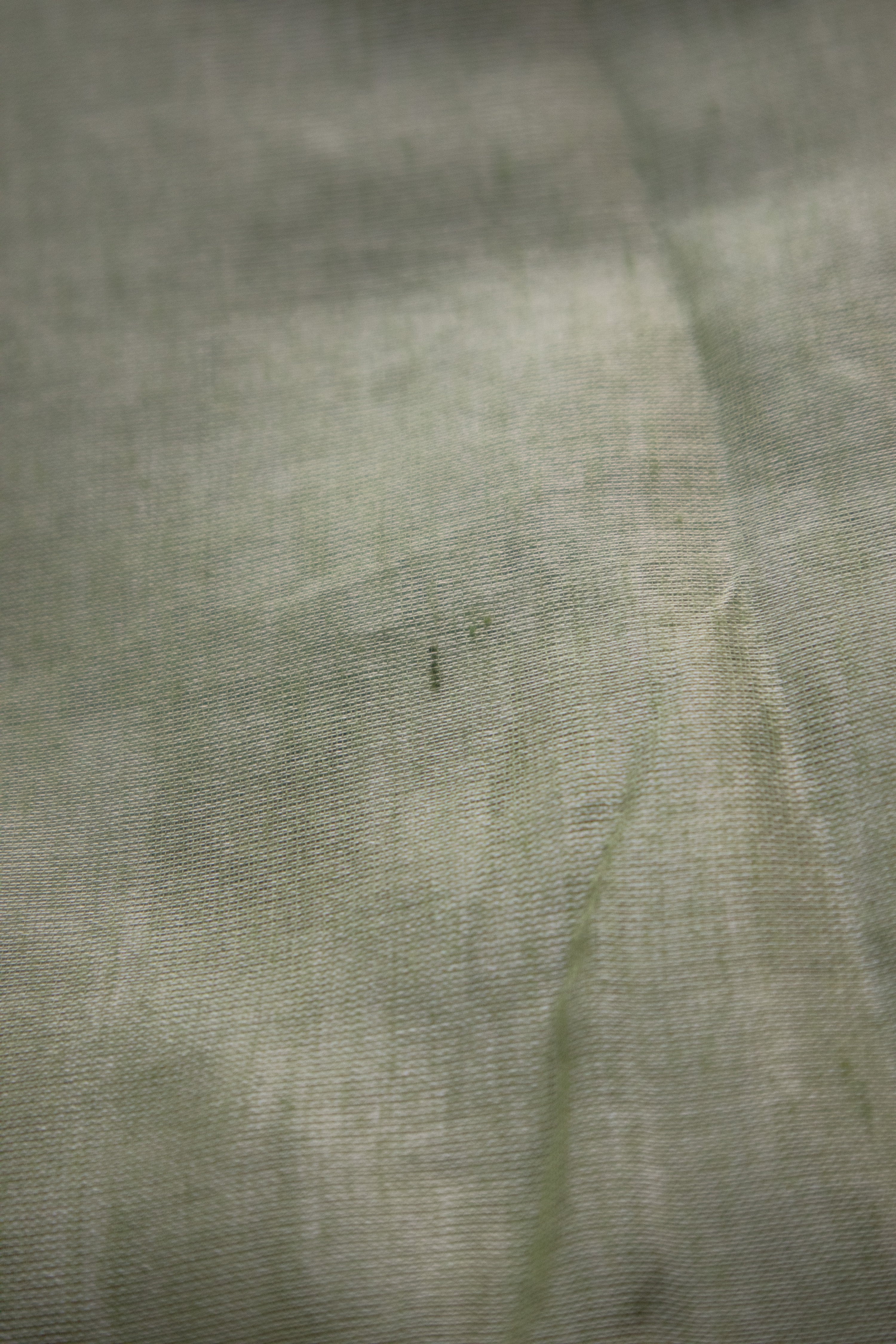 Woodland Nymph TLR-409 I Fern Green Scallop Border Saree with Minimal Flaws